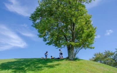 英単語学習の落とし穴？：「同義語・類義語まとめ覚え」が初学者に非効率な理由